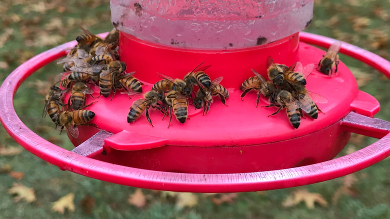 bees on the base of a hummingbird feeder