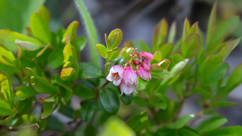 bearberry with early spring blossoms of pink