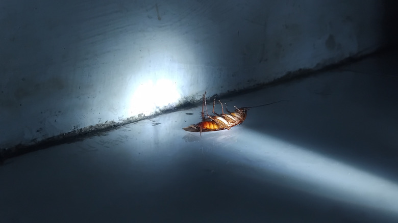 A cockroach lies upside down in the garage.
